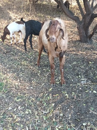 બે બોકડા વેચવાના છે ત્રણ ત્રણ