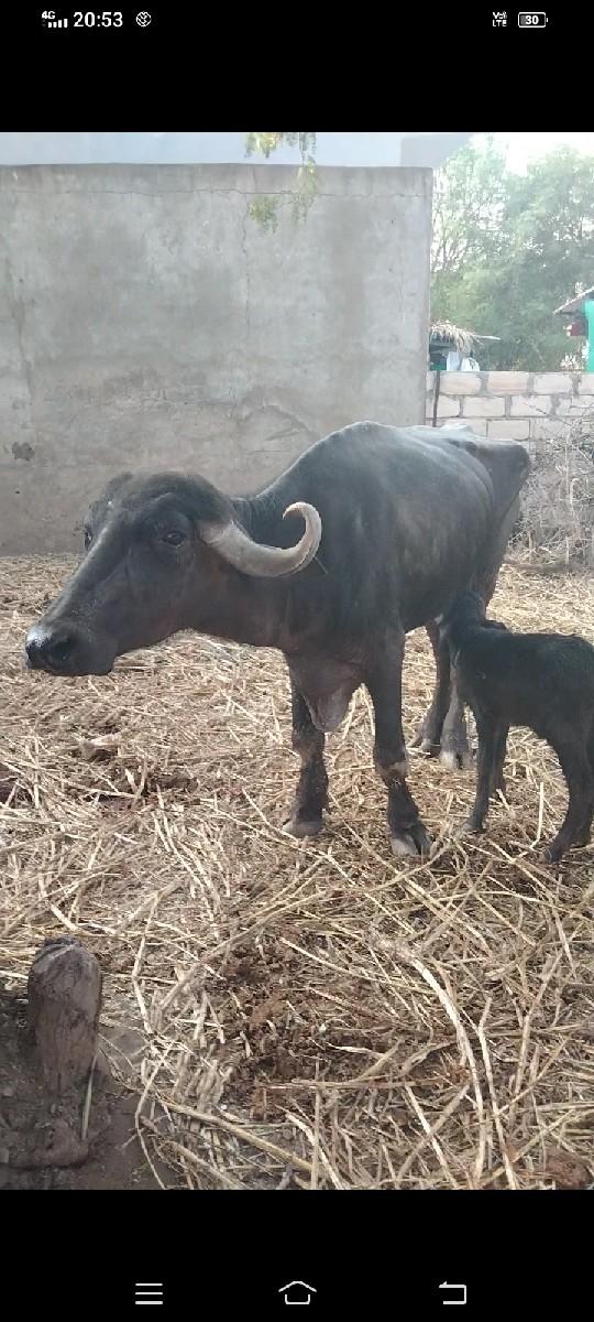 થંબનેલ 2