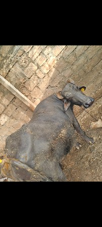 થંબનેલ 3