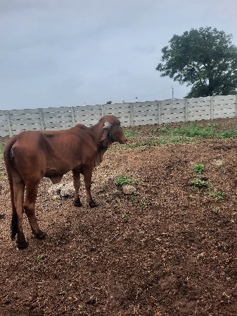 ગીર ગાય નિ વાછડી