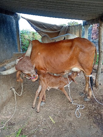 थंबनेल 2