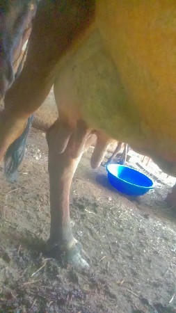 ગાય વેચવાની સે