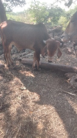 વેચવાનો