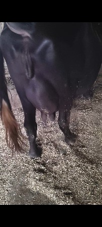 ભેંસ વેચવાની છે