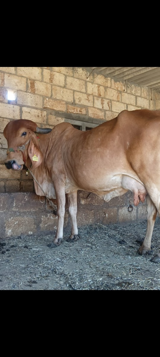 थंबनेल 3