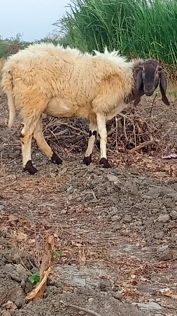 દસ બકરી વેચવાની છે