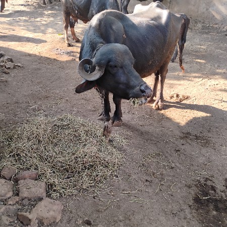 ભેંશ વેચવાની છે.