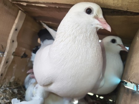 थंबनेल 2