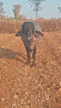 પેલુ વેતર ની ખડાય