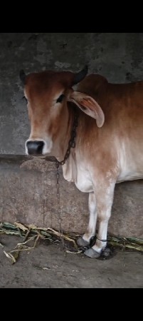 બે ગાયું વેચવાની છે