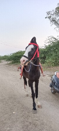 थंबनेल 2