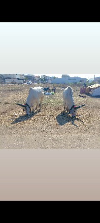 ગામ કોટડા સાંગાણી જીલ્લો રાજકોટ