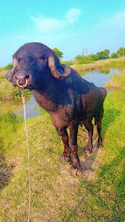 થંબનેલ 3