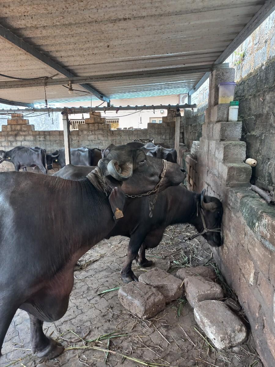 थंबनेल 2