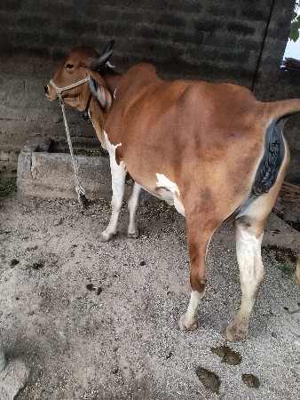 થંબનેલ 2