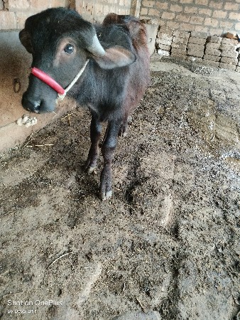 थंबनेल 3