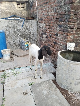 patiri path 6 mayna ni