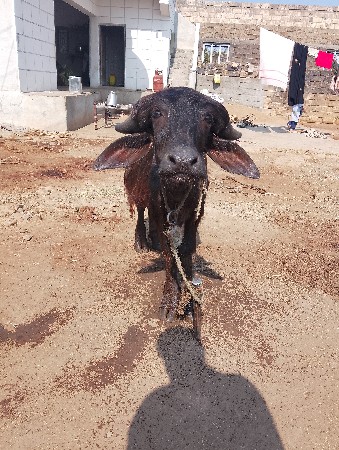 થંબનેલ 2