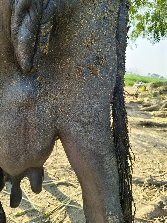 ભેંસ વેચવાની છે.3.જુવેતર