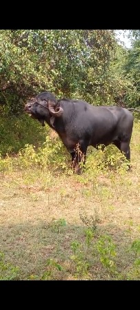 પાડો વેચવાનો છે