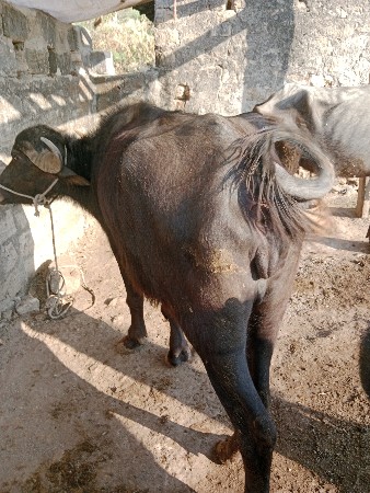 ઊંચાઈ લંબાઈ પૂરી