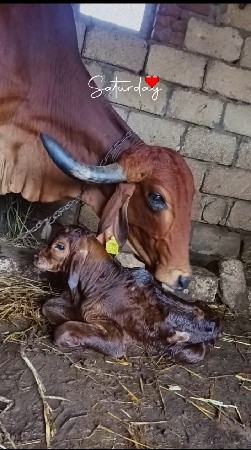 ગીર ગાય વેચવાની છે