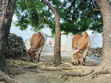 થંબનેલ 2