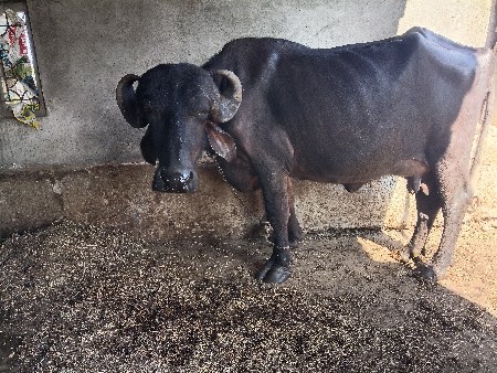 ખરેલી વેચવાની છે