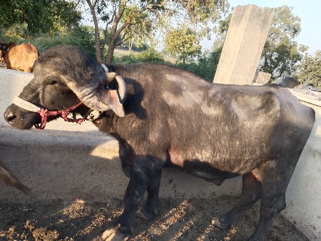 थंबनेल 2