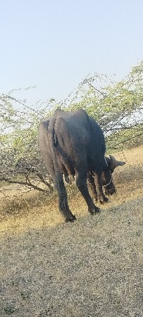 ભેંસ વેચવાની છે