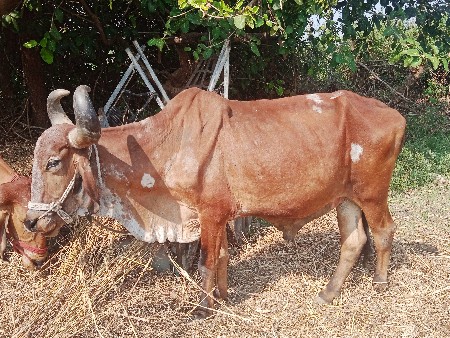 थंबनेल 2