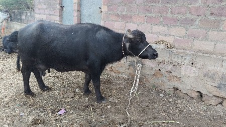 વેચવાની છે