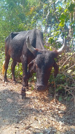 હોડકી નુ સાટુ કરવાનુ છે