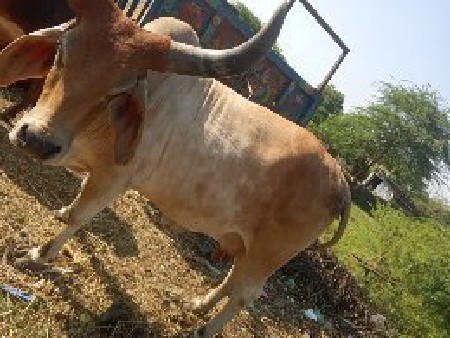 દેશી ગાય વેચવાની છે