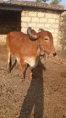 એક બળદ વેવાનો છે