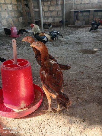 asil na pathda vech va na che