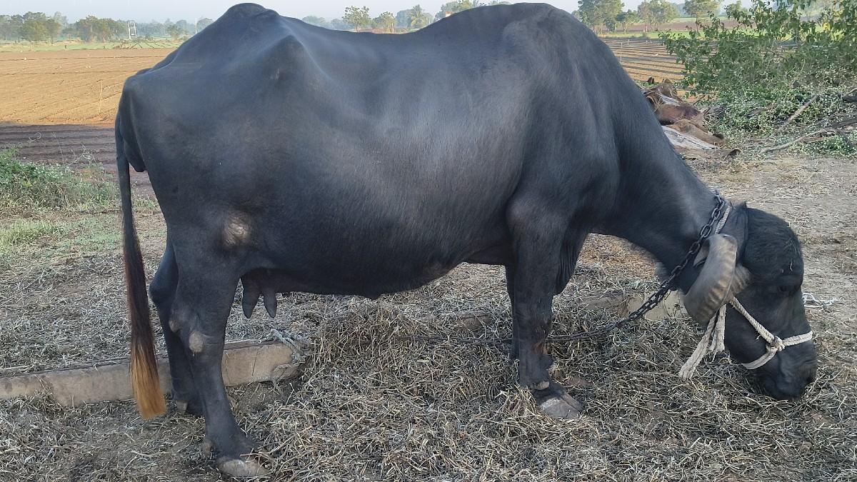 વેચવા ની છે