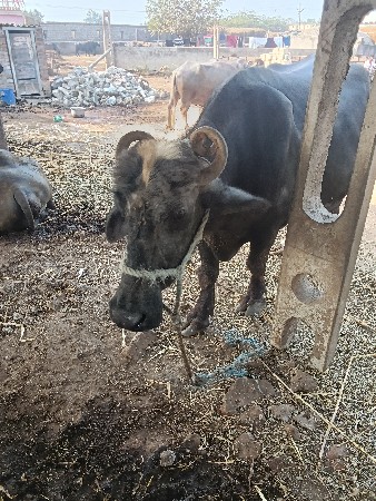 થંબનેલ 2