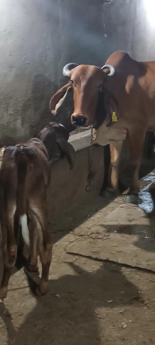 ગાય વેચવાની છે