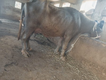 થંબનેલ 3