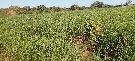 થંબનેલ 3