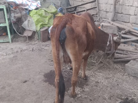 ગાય વેચવાની છે પેલું વેતર