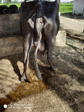 થંબનેલ 3