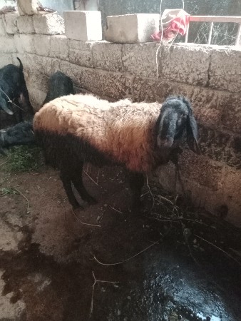 થંબનેલ 3