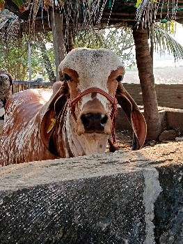 थंबनेल 3