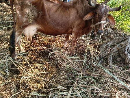 ગાય ગોરી