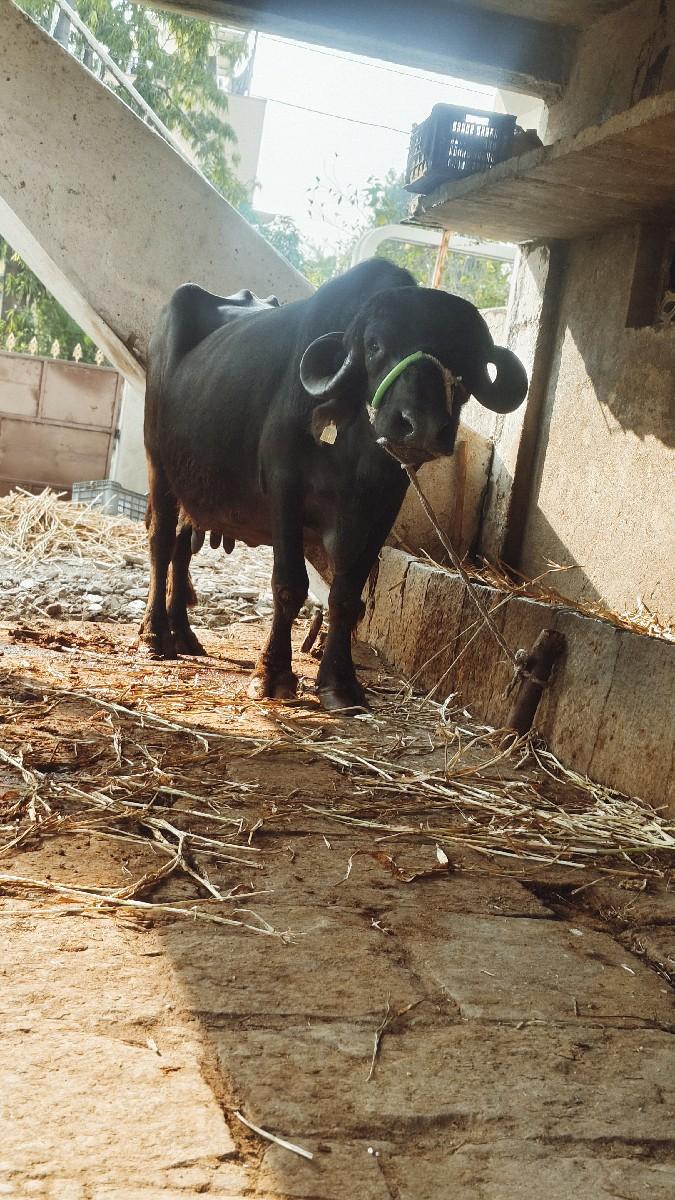 આ ભેસ વેચવાની છે