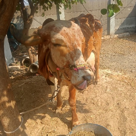 desi gay devani chhe