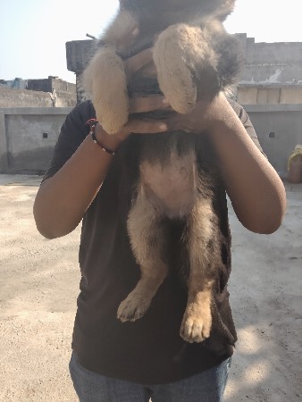 જર્મન શેફર્ડ કૂતરા વેચવાના છે