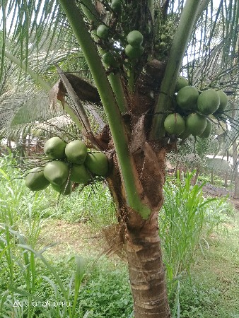 ઈજારો દેવાનો છે